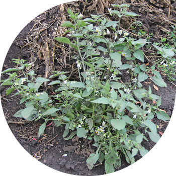Qora tungi soya