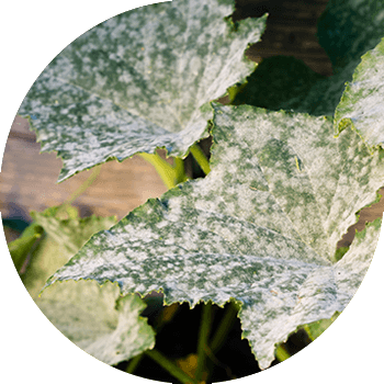 Bodring changli chiriyotgan