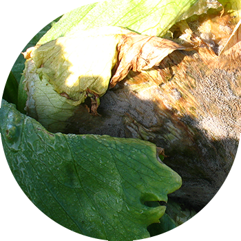 Xochga mixlangan ekinlarning kulrang chirishi