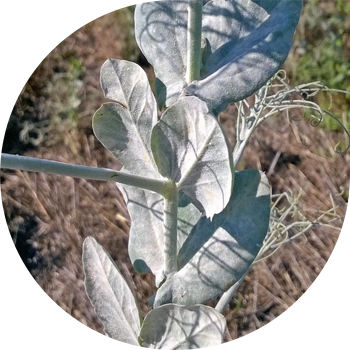 No'xat pushti chiriyotgan