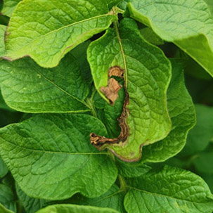 Kartoshkaning alternariozi (erta quruq nuqta) 