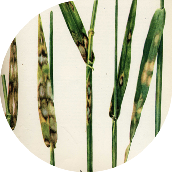 Javdar va arpa rinxosporiyasi