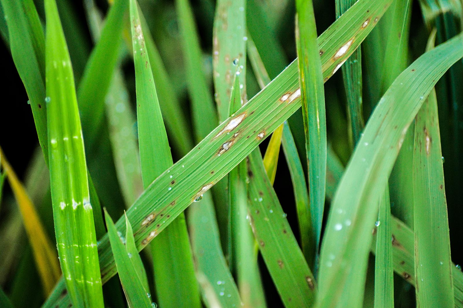 Guruch pirikulariozi