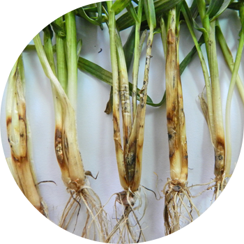 Oq bazal chirish (gibellinoz, oq somon chirish, oq stabillik)