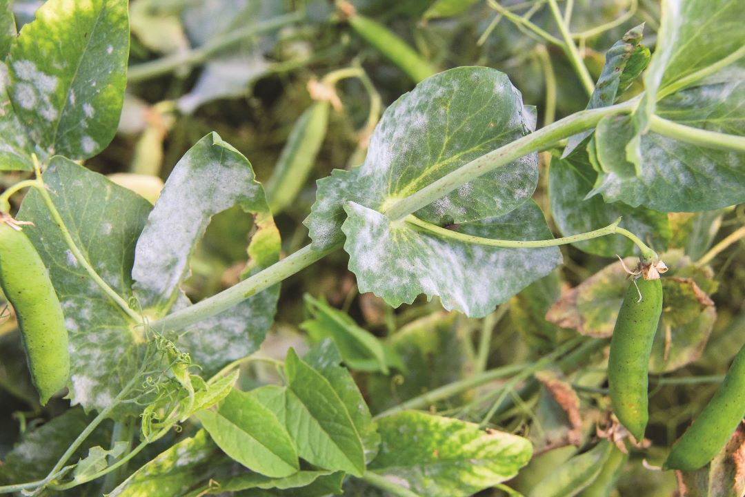 No'xat changli chiriyotgan