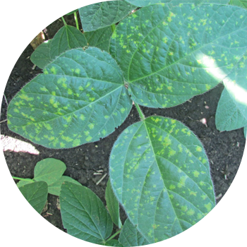 Peronosporoz yoki soya pushti chiriyotgan