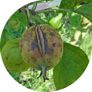 Olma va nok qoraqo'tirlari