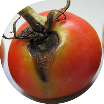 Pomidorning alternariozi