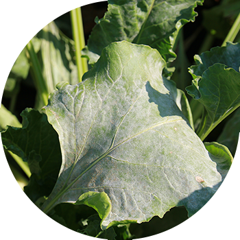 Lavlagi changli chiriyotgan