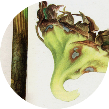 Kulrang kungaboqar chirishi