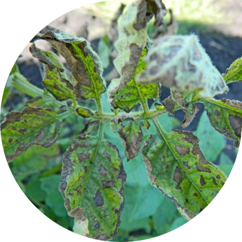 Kartoshkaning kech blight