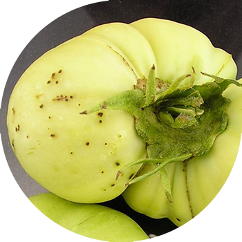 Qora bakterial pomidor dog'i