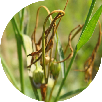 Polisporoz yoki zig'ir poyalarining qizarishi (mo'rtligi)