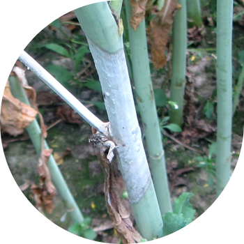 Sklerotinioz yoki xochga mixlangan ekinlarning oq chirishi