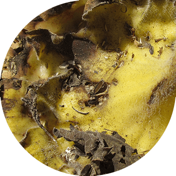 Kungaboqar savatlarining quruq chirishi