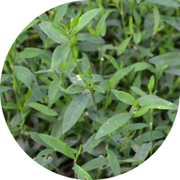 Tog'li qush (knotweed), buyrak, qo'pol