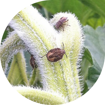 Berry bug