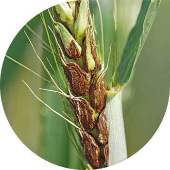 Changli bug'doy Smut