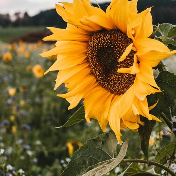 Qator ekinlarini ekish kalkulyatori
