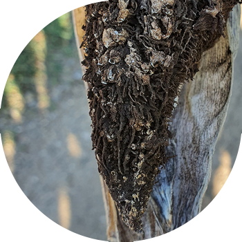 Changli makkajo'xori Smut