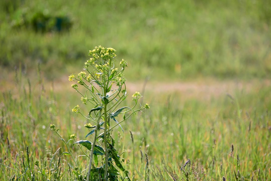 Neslia paniculata, dumaloq paniculata