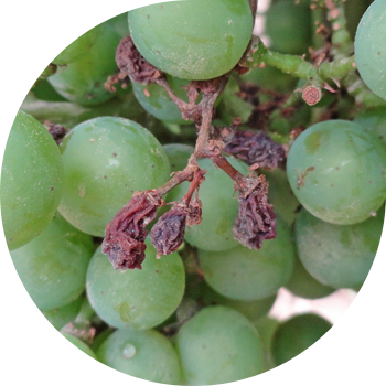 Chiriyotgan (pushti chiriyotgan) uzum