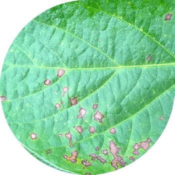 Soya binafsha serkosporozi