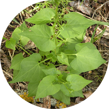 Karabuğday bindweed
