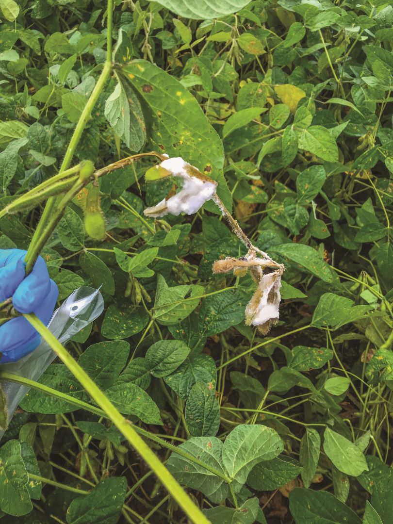 Sklerotinioz (poya va soya loviyalarining oq chirishi)