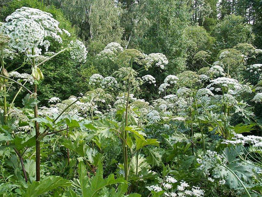 Hogweed o'choqlarini donli o'tlar bilan qanday o'stirish kerak: "Augusta" mutaxassislari eksperimentlar natijalari haqida gapirib berishdi