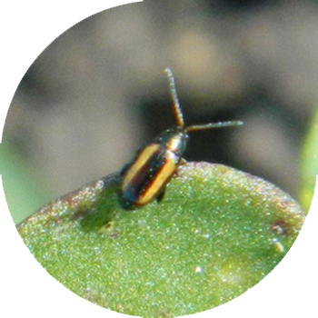 Xochga mixlangan burgalar