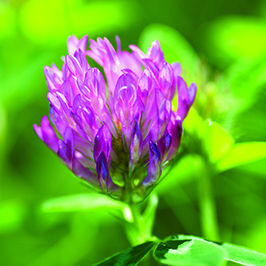 Yaylovlar va em-xashak o'tlari