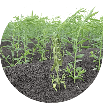 Zig'ir Fusarium (ko'pincha patogen Fusarium oxysporum Schl hisoblanadi. f. Lini Bilai)