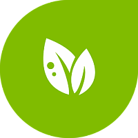 Hammayoqni ko'chatlarining qora oyog'i