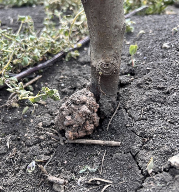 Meva ekinlarining ildiz saratoni