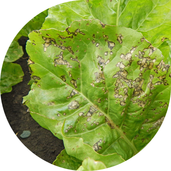 Lavlagi serkosporozi