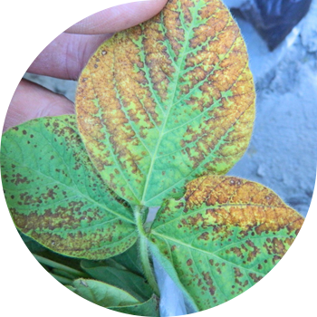 Soyaning burchakli dog'i (yong'in kuyishi)