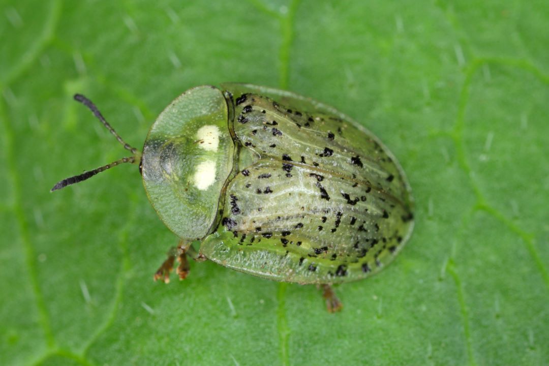 Lavlagi qalqoni